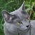 Chicca (Čikísek)