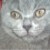 Kitty Čihurová