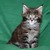 Cézar Mainecoonhill