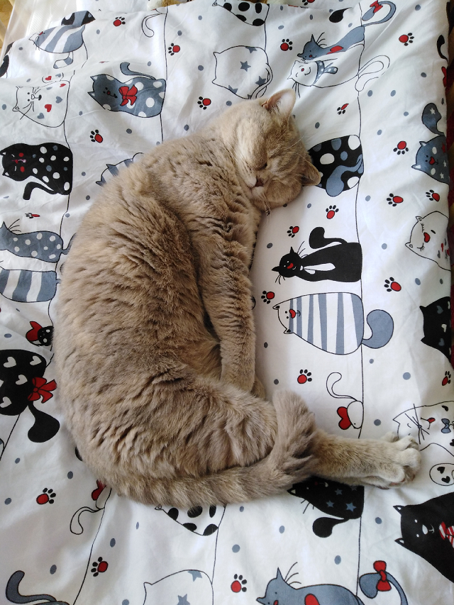 Kočičí deníček: Já, Borčule první, nej chůvička