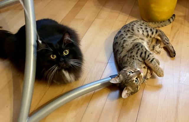 Dva spiklenci &#128008;&#128008;