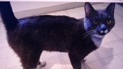 Nugget : dostanu je�t� n�co dobr�ho, kdy� jsem byl cel� den hodn� ?