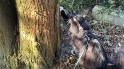 Kos�ku jeden drzej 🐦⬛, ty se mi tak dostat do dr�pk�