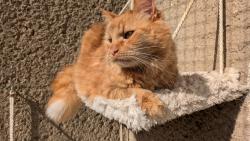 Opaluji se na balkon� a m�m �pln� hork� ko��ek 🙂