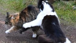 1/5 Dneska v�m uk�u, jak si zkrotit kon��ka.