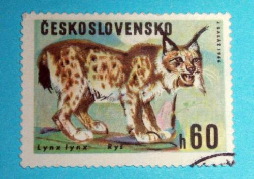 Nzev: Rys / Vystavovatel: Vra uptkov