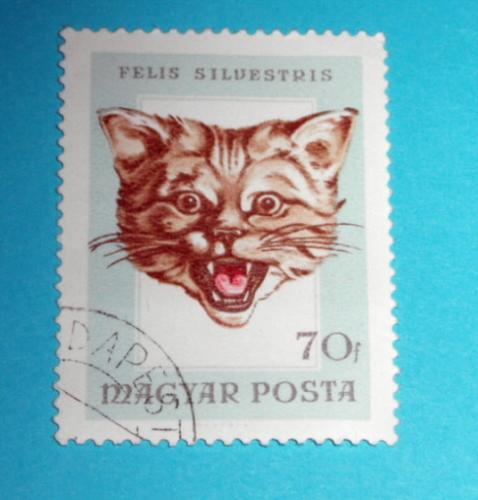 Nzev: Koika Felis Silvestris / Vystavovatel: Vra uptkov