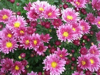 Chryzantéma, Chrysanthemum