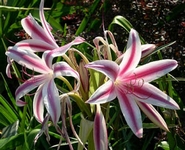 Křín, Crinum