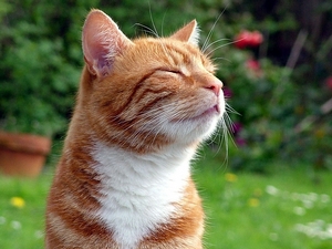 Kočka / Cat