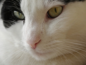 Kočka / Cat