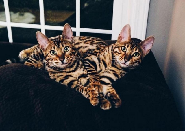 Fotočlánek: Bengálské duo září na internetu