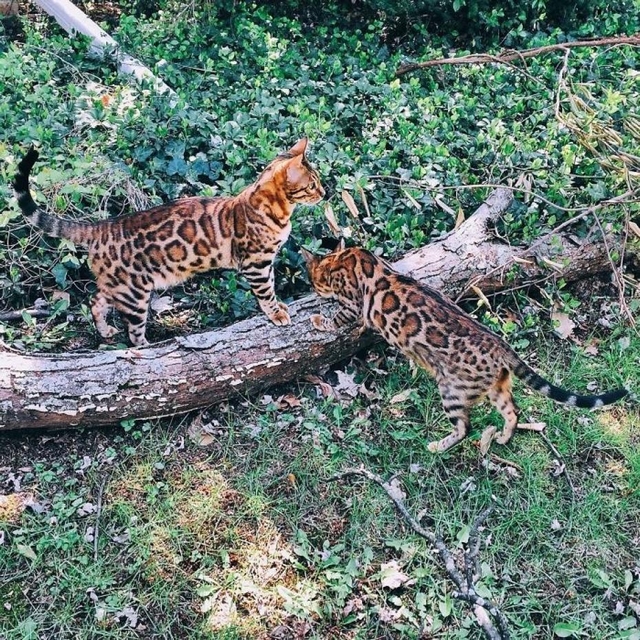 Fotočlánek: Bengálské duo září na internetu