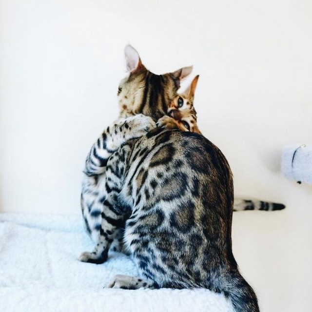 Fotočlánek: Bengálské duo září na internetu