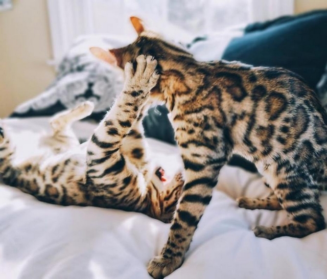 Fotočlánek: Bengálské duo září na internetu