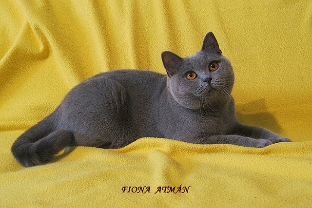 Plemeno britská krátkosrstá kočka